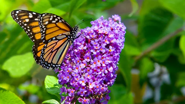 Monarch butterfly on butterfly bush flower