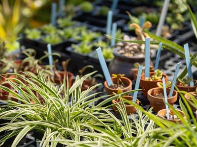 Starter houseplants made available through the Ability Garden, the non-profit arm of our Therapeutic Horticulture program.