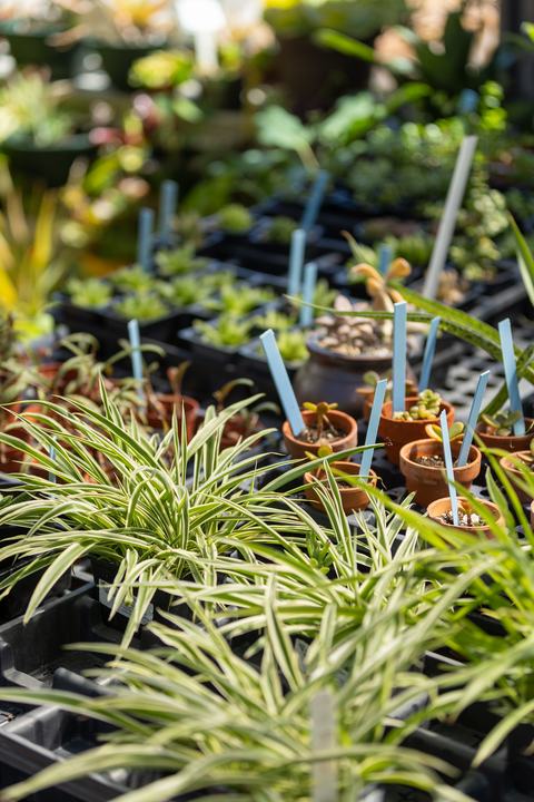 Starter houseplants made available through the Ability Garden, the non-profit arm of our Therapeutic Horticulture program.