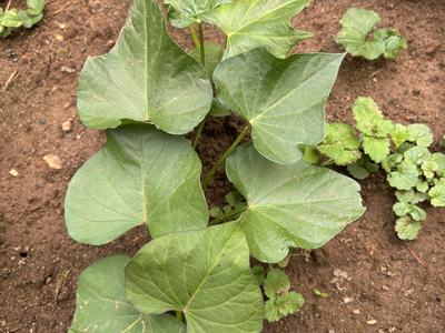 Sweetpotato plant