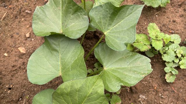 Sweetpotato plant