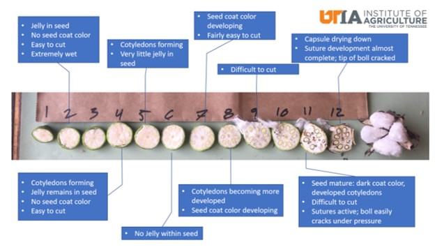 Boll Maturity Chart