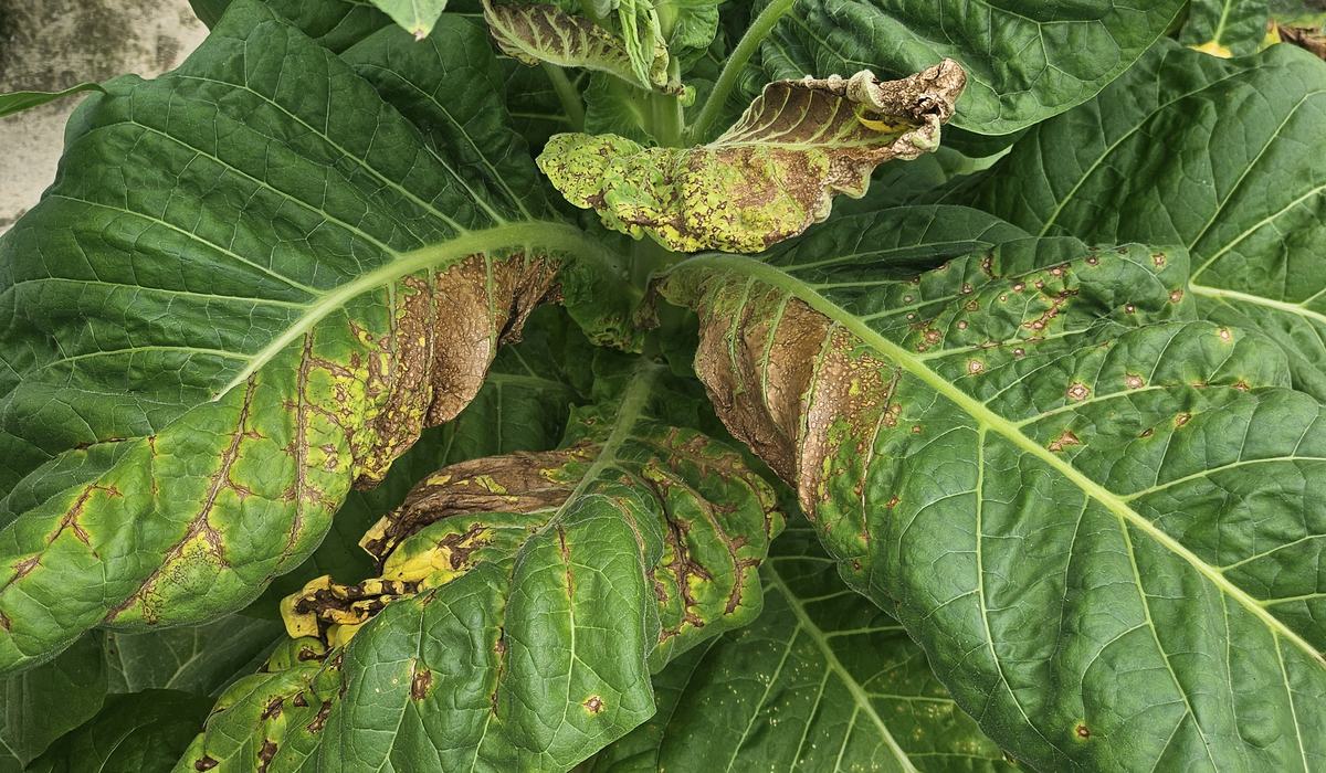 how much is a tobacco license in arizona Business