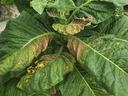 close up of a tobacco plant with necrotic tissue due to TSW disease