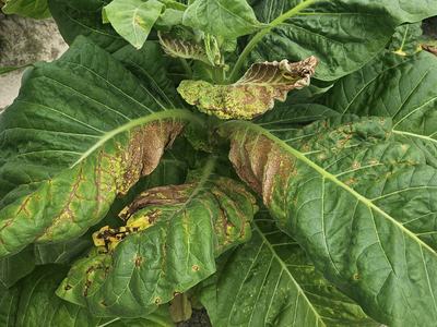 close up of a tobacco plant with necrotic tissue due to TSW disease