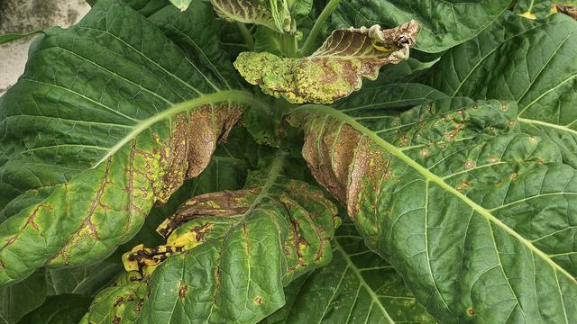 close up of a tobacco plant with necrotic tissue due to TSW disease