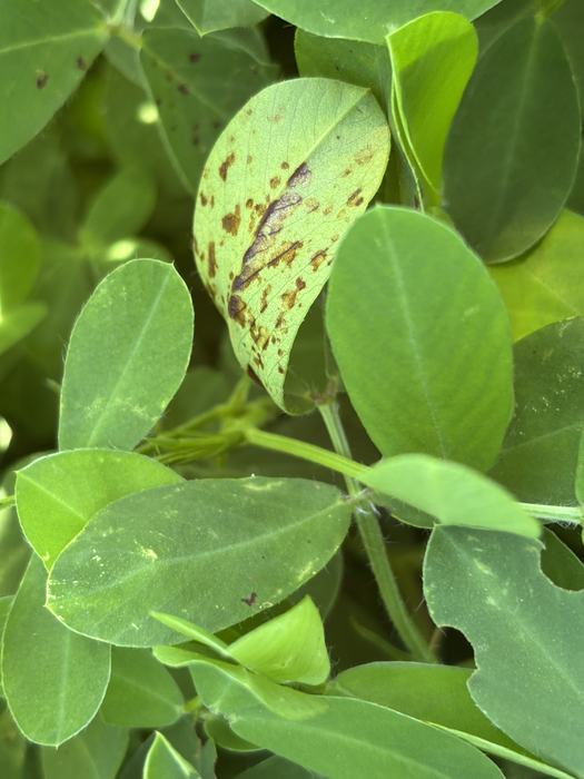 Leaf expressing symptoms of tomato spotted wilt.