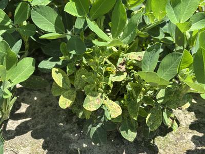 Plant with TSWV symptoms