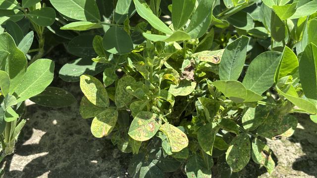 Plant with TSWV symptoms
