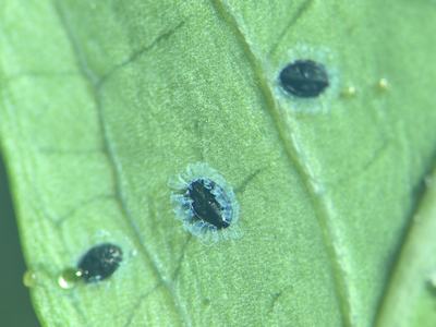 underside of a blueberry leaf with 3 dark blue whitefly immatures