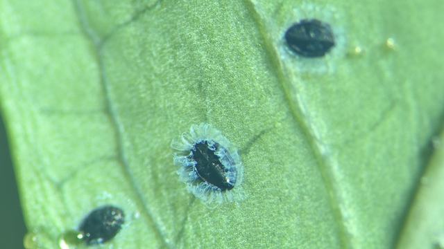 underside of a blueberry leaf with 3 dark blue whitefly immatures