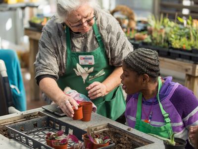Tabletop work In Lewis Greenhouse