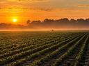 Picture taken of farm at sunset with deer standing in the distance