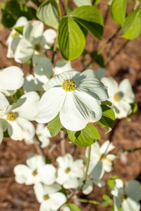 The Cloudburst Dogwood is a hybrid of our native Dogwood and a Kousa Dogwood