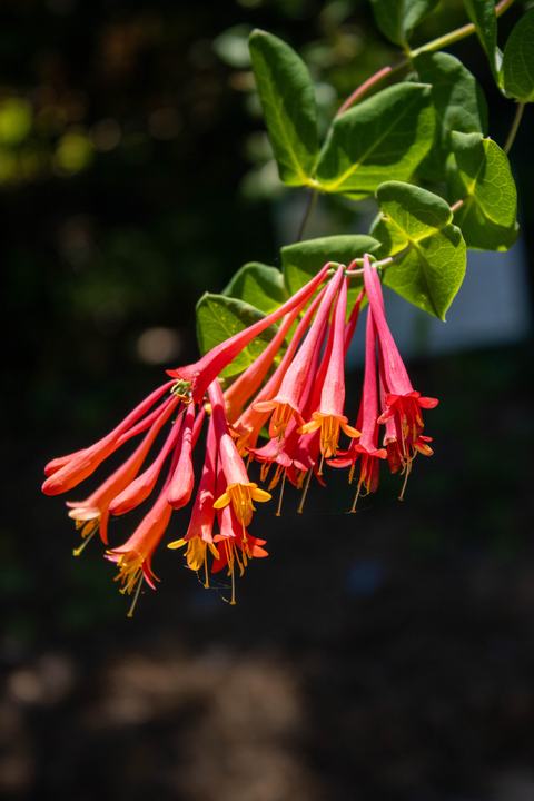 The native coral honeysuckle looks stunning with its vibrant flowers