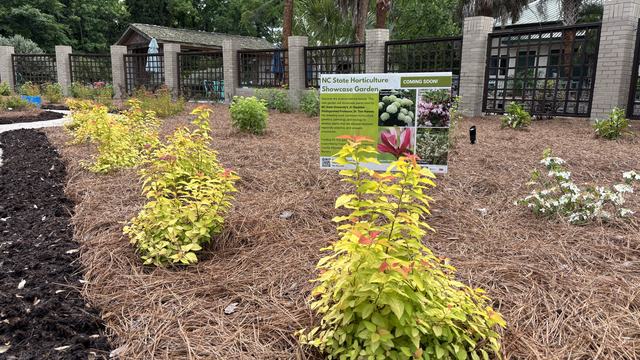 The newly planted NC State Horticulture Showcase garden features plants bred by NC State Professor Dr. Tom Ranney.