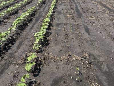 Cotton protected from thrips on left versus not protected on right. Basically there is no cotton on the right