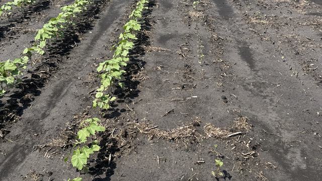 Cotton protected from thrips on left versus not protected on right. Basically there is no cotton on the right