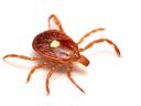 Lone Star Tick