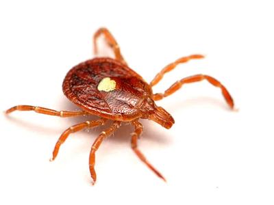Lone Star Tick