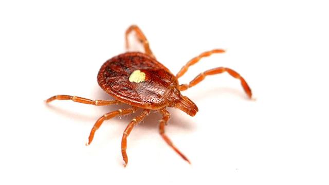 Lone Star Tick