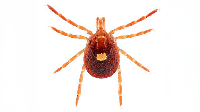 Tick
