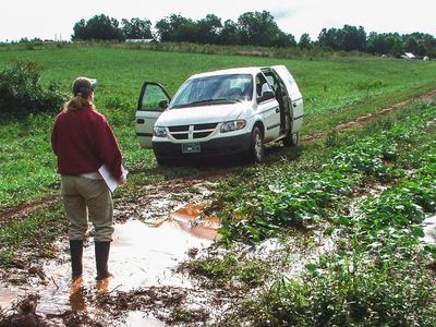 Muddy tomato field