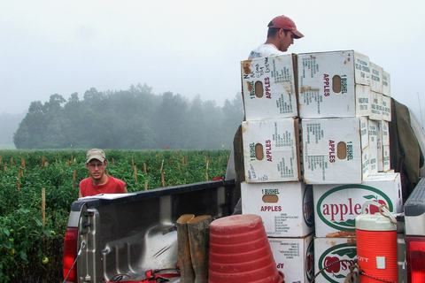 People harvesting tomatoes into boxes in truck