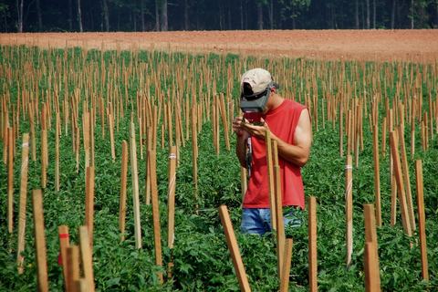 Person looking at tomato leaves in staked tomato field