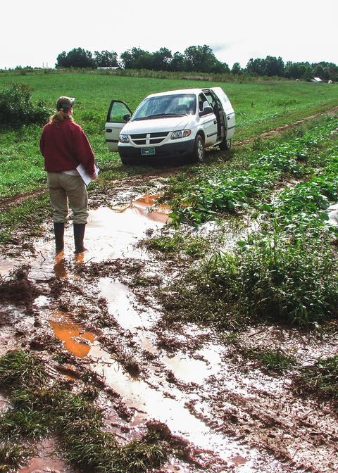 Person walking through muddy tomato field