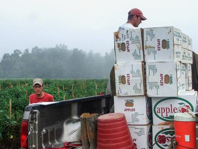 People harvesting tomatoes into boxes