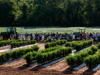 Tour in tomato field