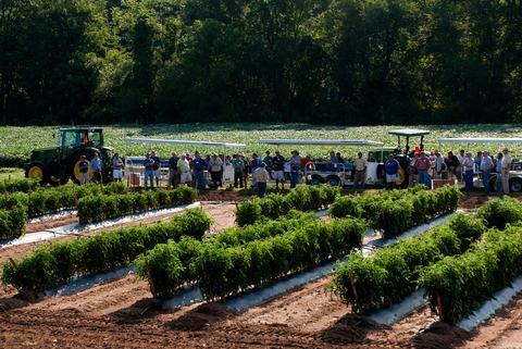 View of tomato field with crowd of people listening to speaker