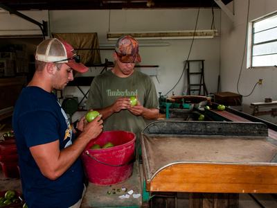 People using tomato grading machine and looking for insect damage