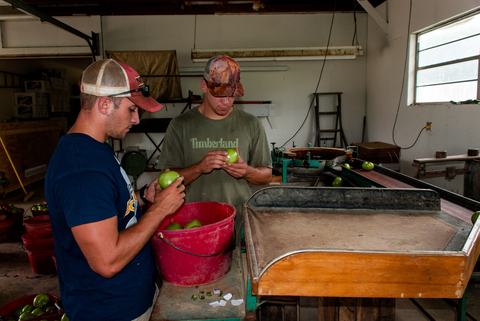 People using tomato grading machine in packing house