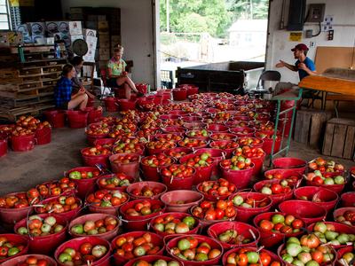 Many buckets of tomatoes in a building