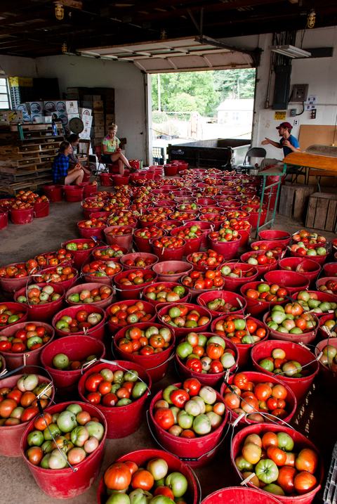 Many buckets of tomatoes in a building