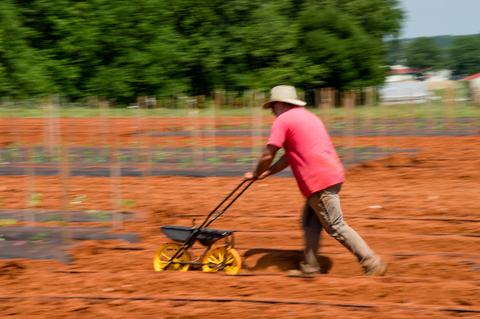 Person pushing automatic seeder through red dirt field