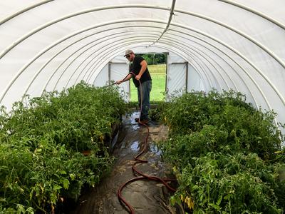 Hoophouse with tomato plants for raising mite predators