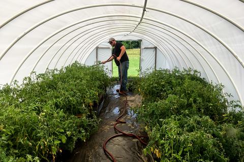 Man watering tomato plants in hoop house