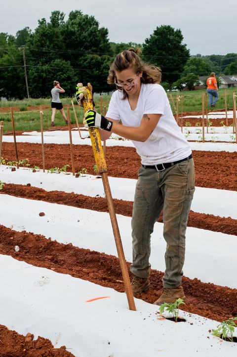 Person driving tomato stakes in rows covered with white plastic mulch