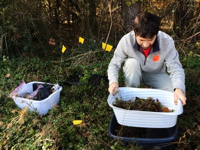 Person sifting through leaf litter for mites