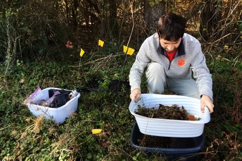 Person sifting through leaf litter in large plastic tub
