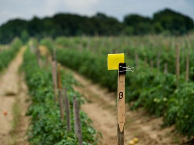yellow sticky card mounted to stake beside tomato field