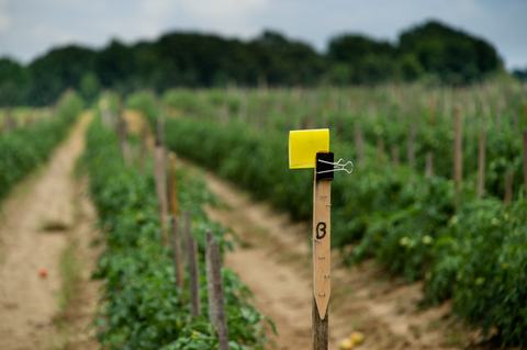 yellow sticky card mounted to stake beside tomato field