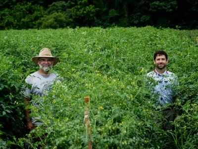 Two people standing among shoulder-high indeterminate tomato plants