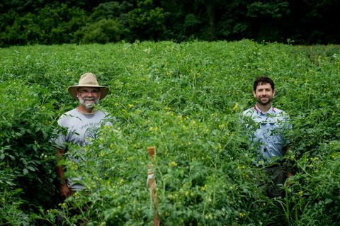 Two people standing among shoulder-high tomato plants