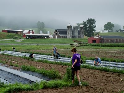 People planting tomatoes on a research farm