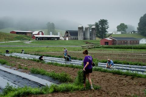 People planting tomatoes on a research farm with buildings and fog in background