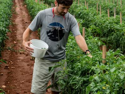 Person putting predatory mites onto tomato plants
